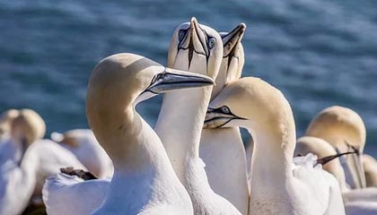 淮南伴游招聘，风信子伴游网