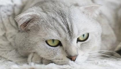 淮南伴游招聘，风信子伴游网